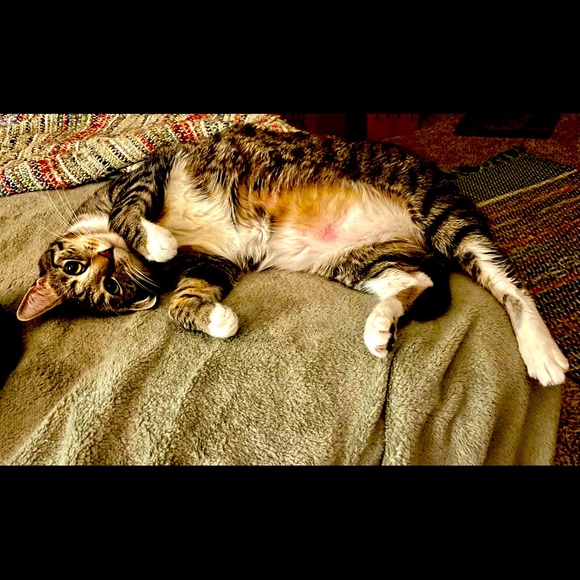 Our closet - Picture 2 of 2